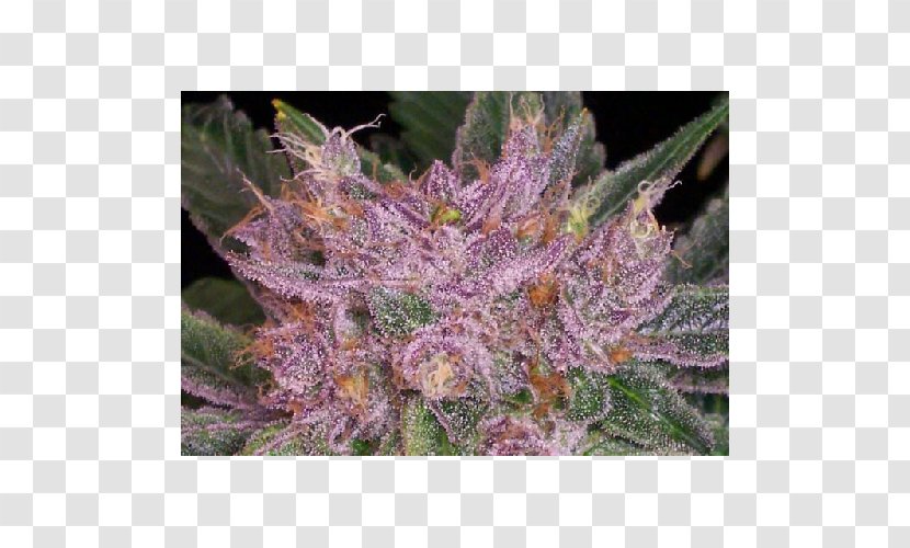 Cannabis Cultivation Seed Shop Grape - Autoflowering - Seeds Transparent PNG