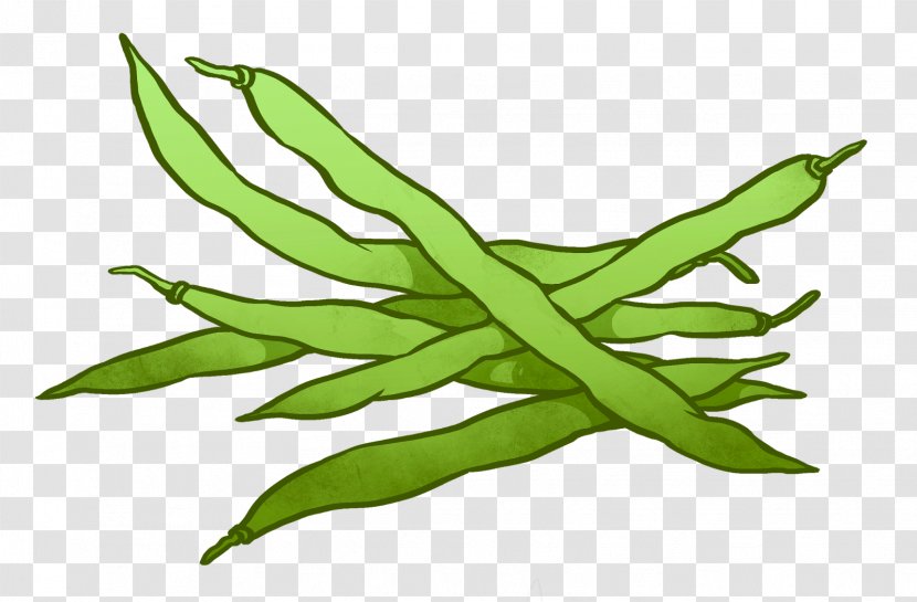 Runner Bean Lima Green Casserole Clip Art - Cliparts Transparent PNG