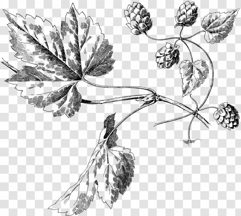 Turgua Brewing Botanical Illustration Botany Hops Harvard University Herbaria - Engraving - Garlic Transparent PNG