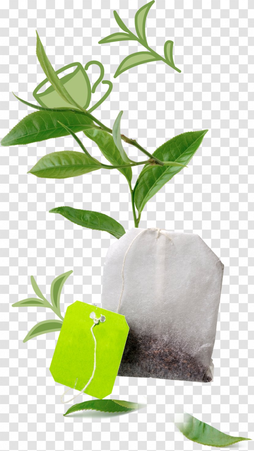 Herbalism Leaf Alternative Health Services - Tree - Green Tea Ice Transparent PNG