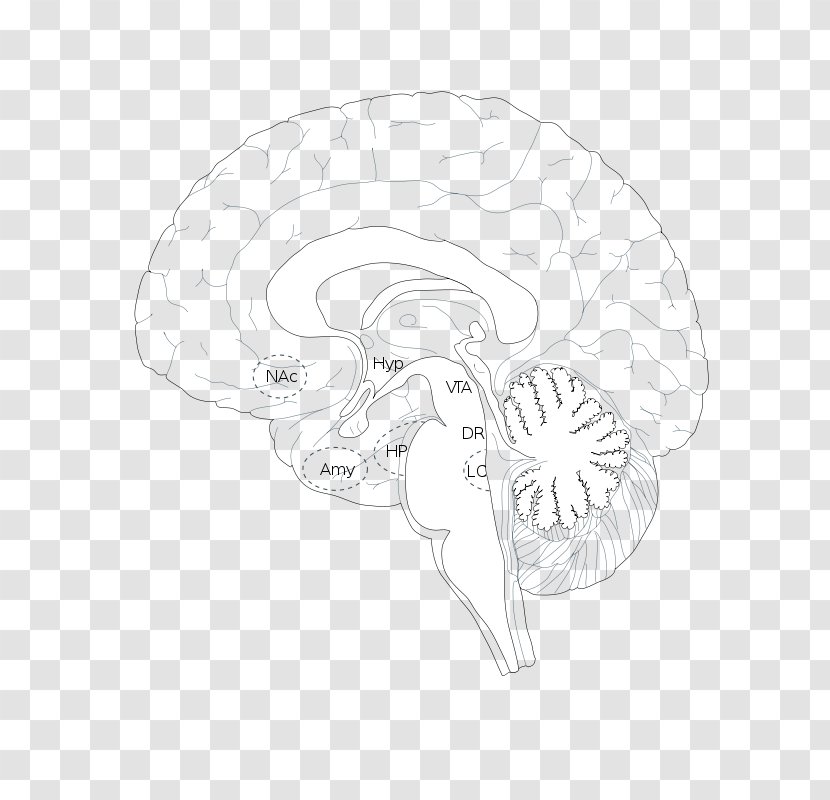 Sketch Brain Product Design Line Art - Cartoon - Zika Virus Transparent PNG