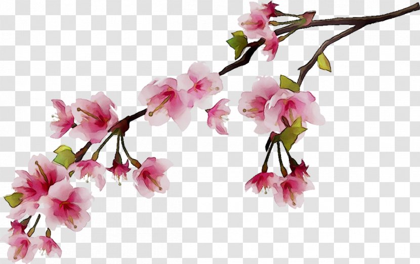 Polohovyy Budynok Photography Cherry Blossom Fouseki, Antonia, & Co E.E. Wall Decal - Cut Flowers - Pink Transparent PNG
