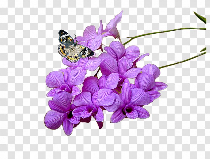Allopathic Medicine Herbaceous Plant Medicinal Plants Cut Flowers - Lilac Transparent PNG