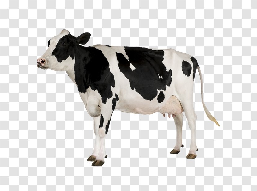 Holstein Friesian Cattle White Park Beef Milk Dairy - Animal Zoo Transparent PNG