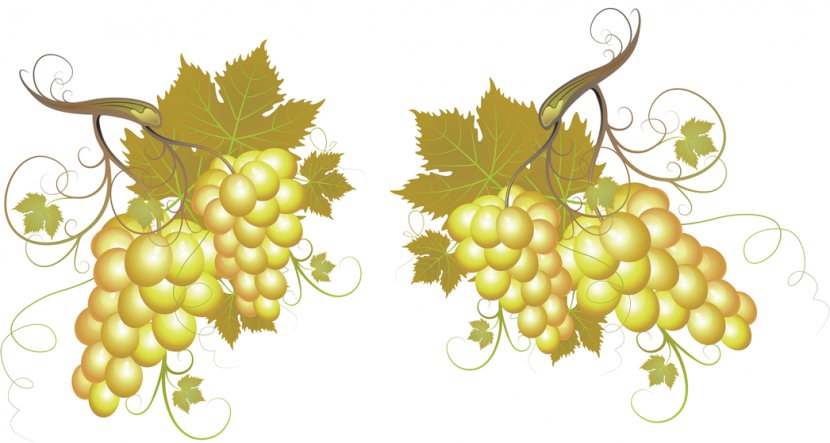 Common Grape Vine White Wine Champagne Red - Grapevines Transparent PNG