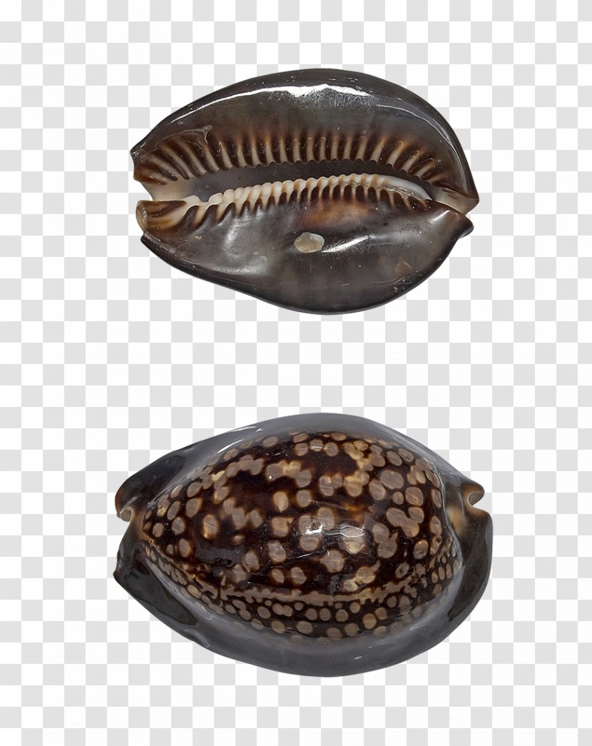 Cowry Seashell Oyster Mussel Clam - Craft Transparent PNG