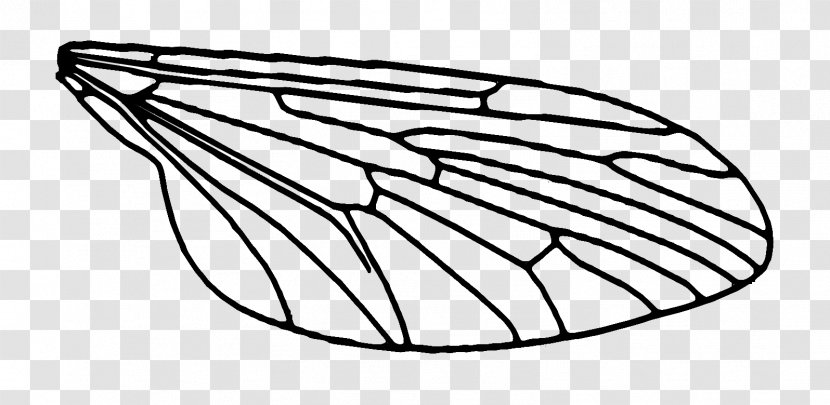 Fly Drawing Insect - Area - Flies Transparent PNG