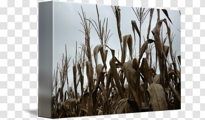 Bamboo Stock Photography Wood Grasses Phragmites - Corn In Kind Transparent PNG