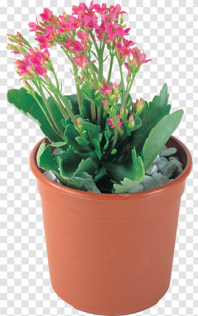 Cut Flowers Flowerpot Pink Plant - Flower Transparent PNG