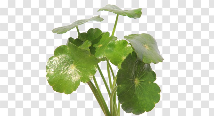 Centella Asiatica Dietary Supplement Hydrocotyle Sibthorpioides Cellulite Herb - Annual Plant Transparent PNG