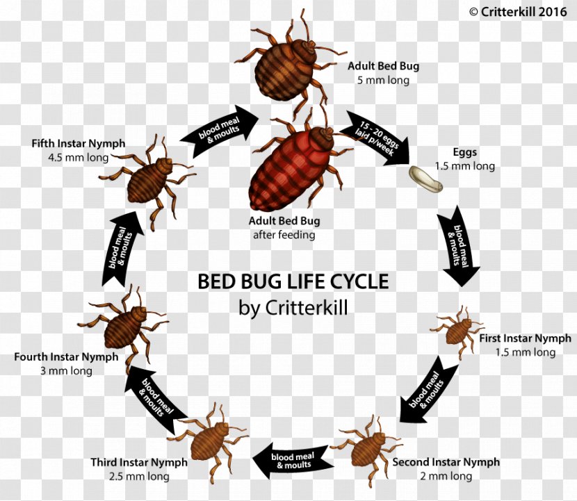Insect Bed Bug Bite True Bugs - Exterminator Toronto Transparent PNG