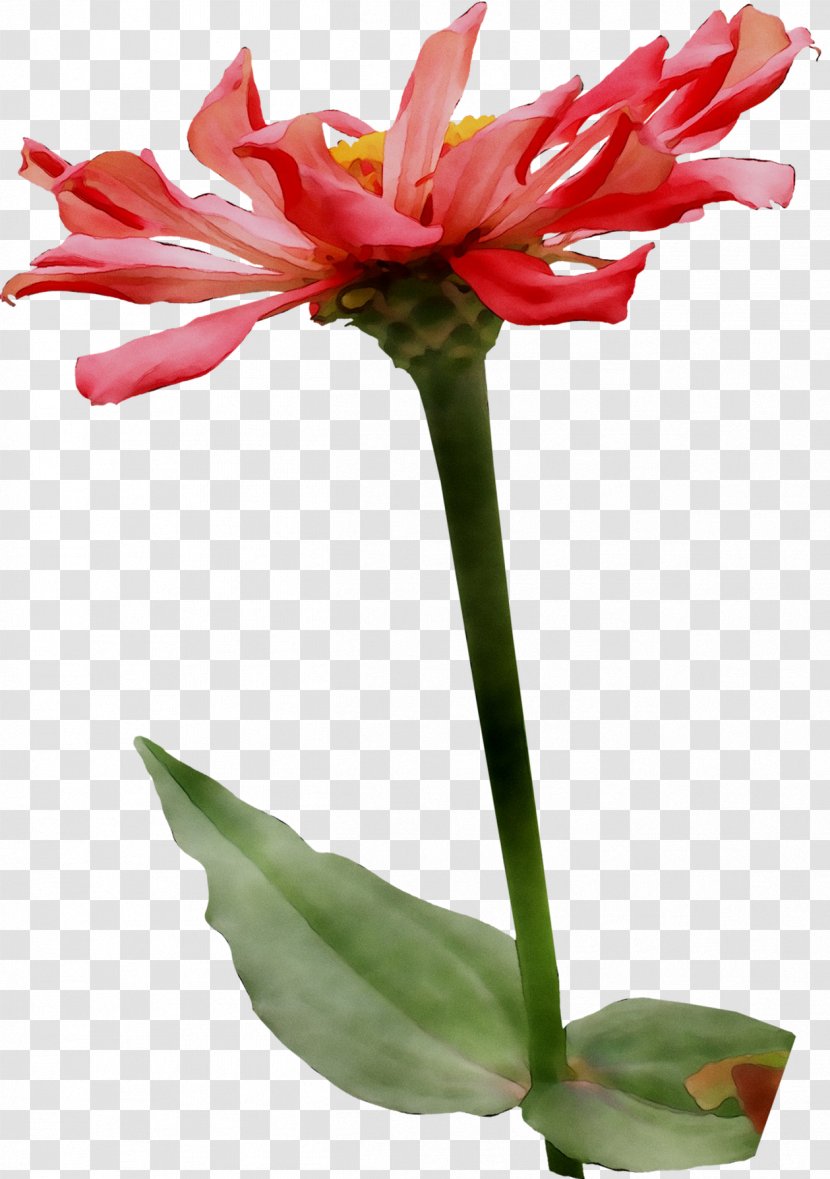 Amaryllis Jersey Lily Cut Flowers Plant Stem Flowerpot - Houseplant Transparent PNG