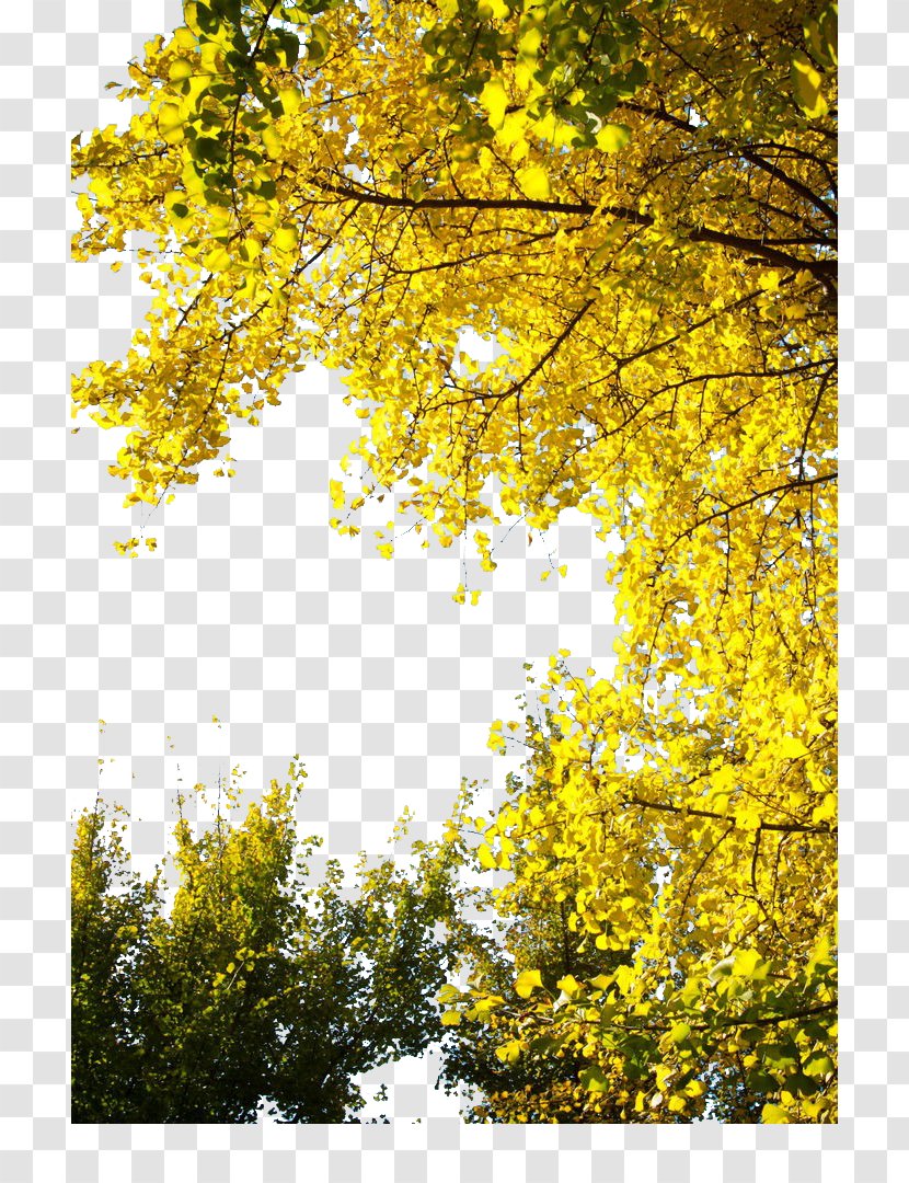 Ginkgo Biloba Congee Tree Yellow Leaf - Chartreuse Transparent PNG
