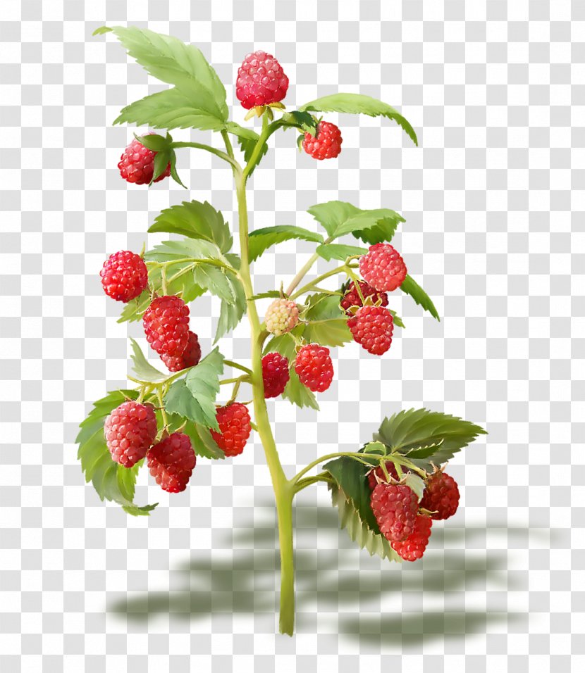 Red Raspberry Fruit Everbearing - Bramble Transparent PNG