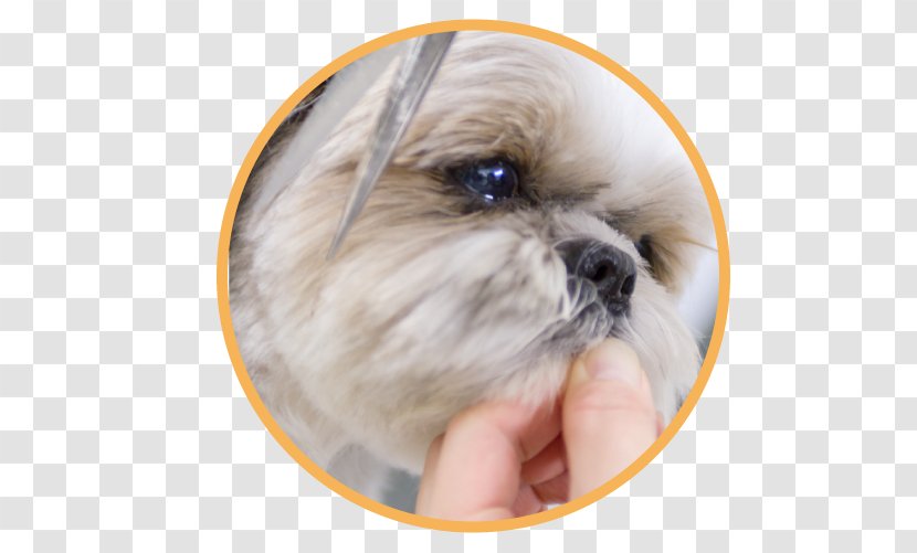 Shih Tzu Puppy Dog Breed Dogs' Avenue Companion Transparent PNG