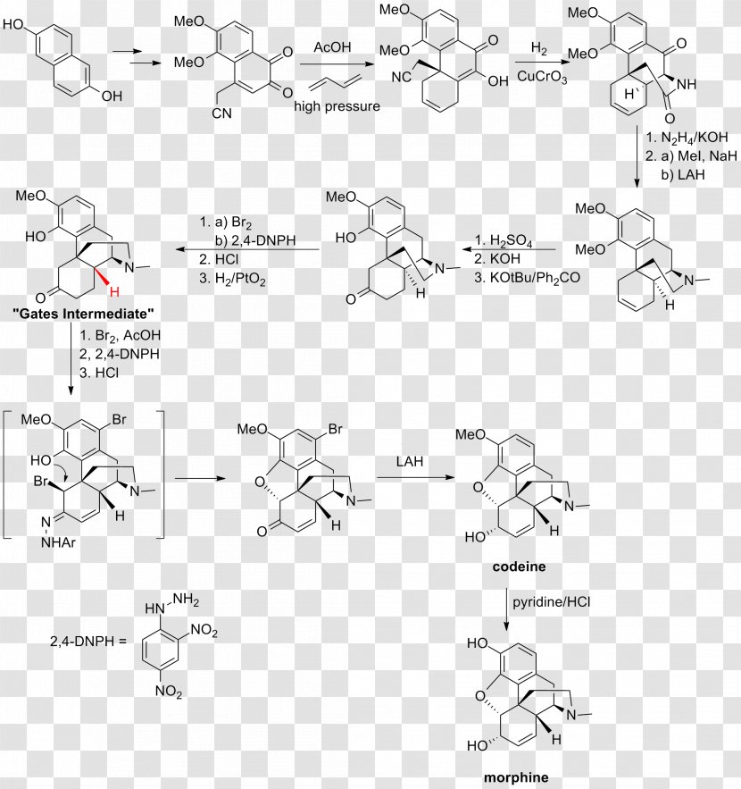 Total Synthesis Of Morphine And Related Alkaloids Chemical Chemistry - Diagram Transparent PNG