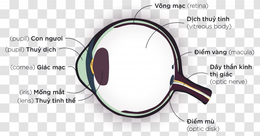 Goggles Eye Magnifying Glass Anatomy Glasses Transparent PNG