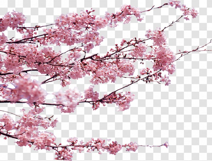 Dongzhi Poster - Flower - Cherry Blossoms Transparent PNG