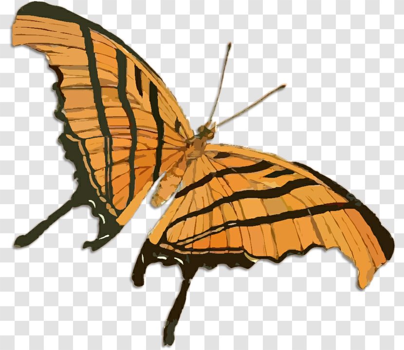 Drawing Butterfly Clip Art - Pollinator Transparent PNG