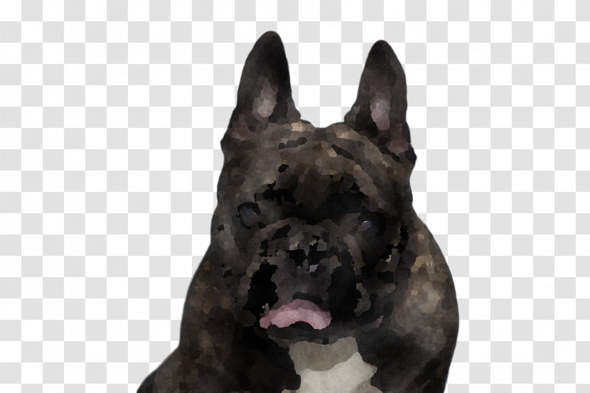 French Bulldog Transparent PNG