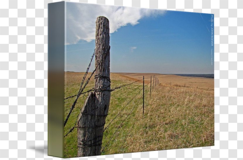 Ecoregion Prairie Tree Wood /m/083vt - Sky Transparent PNG