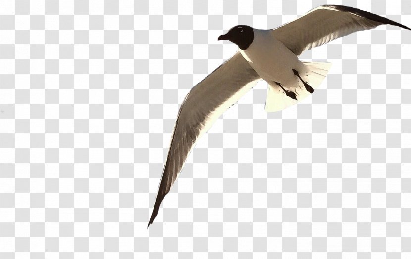 Beak Goose Cygnini Water Bird Duck Transparent PNG