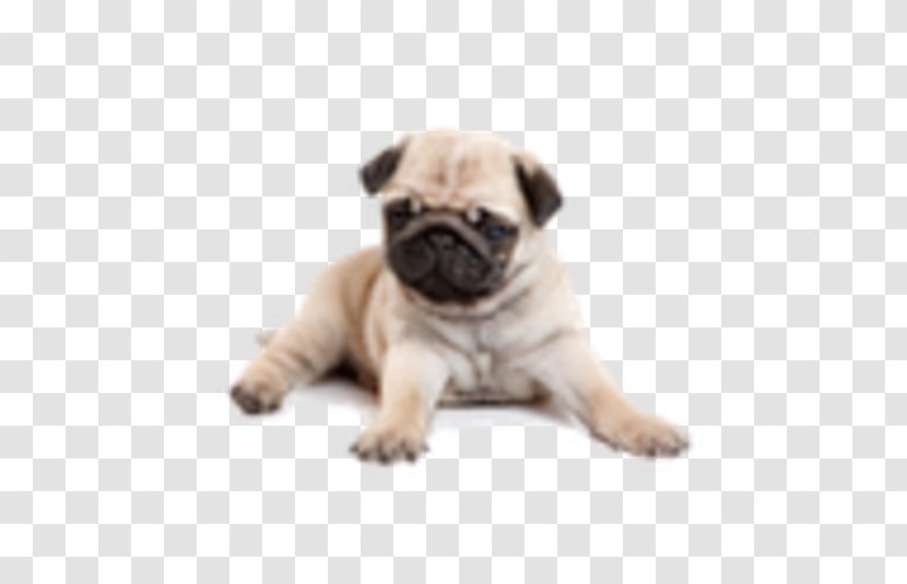 Pug Puppy Yorkshire Terrier Shih Tzu English Mastiff Transparent PNG
