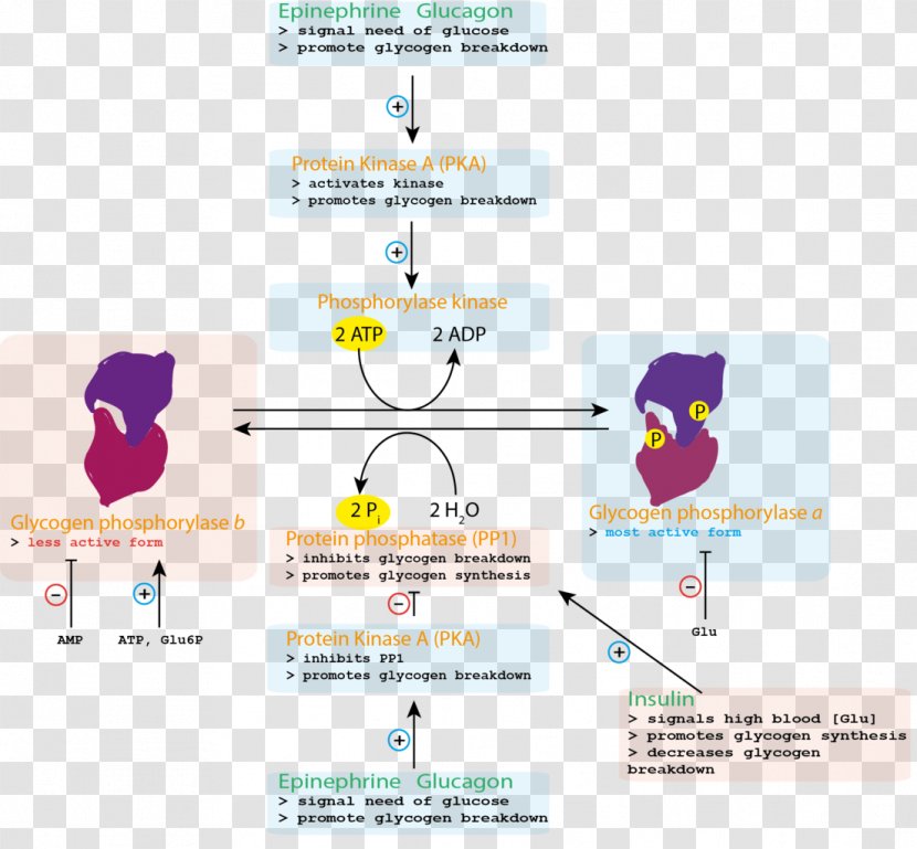 Control Of Glycogen Metabolism Phosphorylase Kinase Synthase - Hormone Transparent PNG