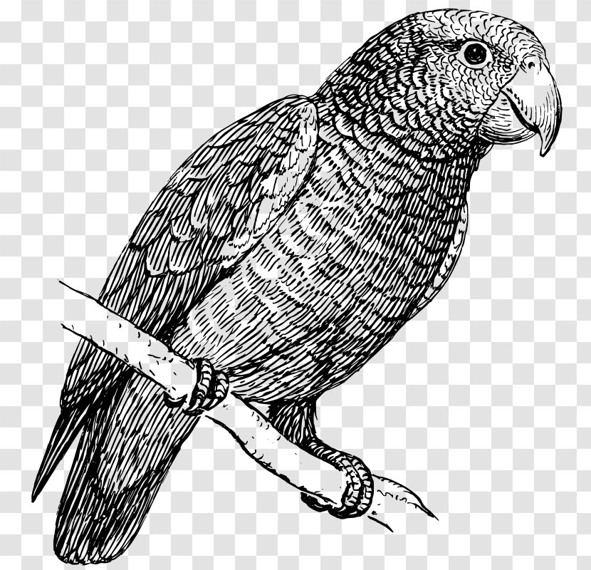 Parrot Black And White Budgerigar Clip Art - Parakeet Transparent PNG