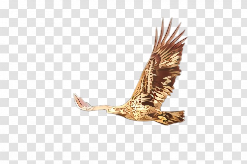 Golden Eagle Bird Accipitridae Of Prey - Kite - Osprey Transparent PNG