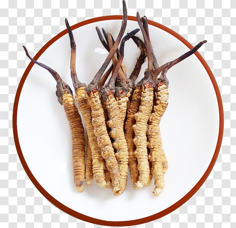 Caterpillar Fungus Traditional Chinese Medicine Cordyceps Template - Software - Herbs Sinensis Transparent PNG