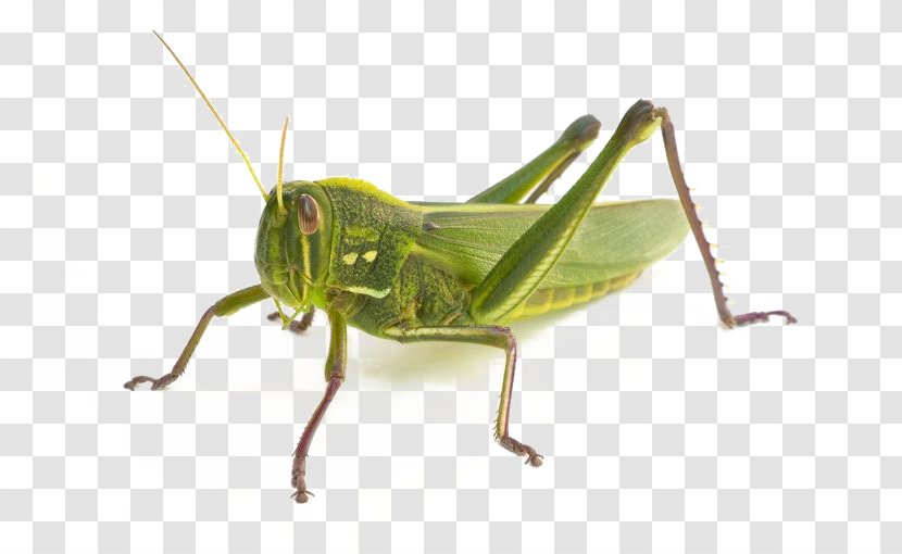 Bird Cartoon - Shorthorned Grasshopper - Chapulines Wildlife Transparent PNG