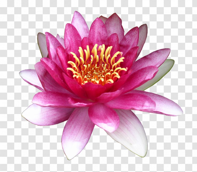 Flower Water Lily Clip Art - Lotus Transparent PNG