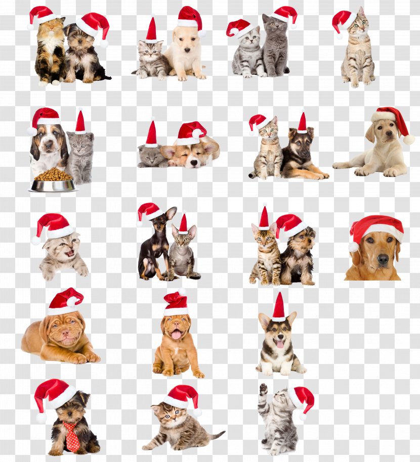 Dog Cat Pet Christmas - Clothes - Hats Dogs And Cats Transparent PNG