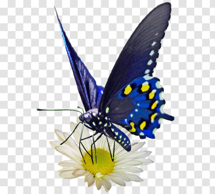 Butterflies And Moths Icon - Butterfly Transparent PNG