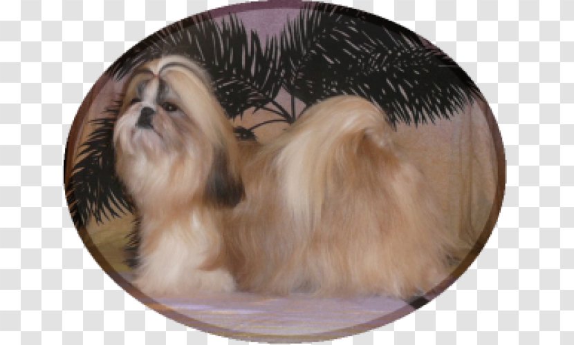 Shih Tzu Tibetan Spaniel Little Lion Dog Havanese Lhasa Apso - Breed Group - Puppy Transparent PNG