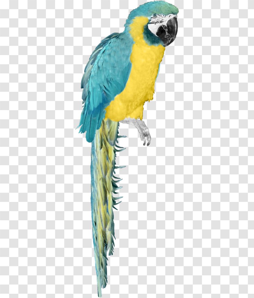 Budgerigar Macaw Bird Clip Art - Perico Transparent PNG