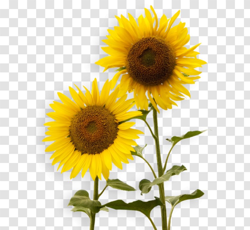 Clip Art Image Vector Graphics Sunflower - Annual Plant - Seed Transparent PNG