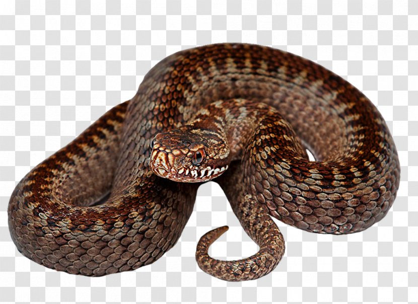 Snake Reptile - Boas Transparent PNG