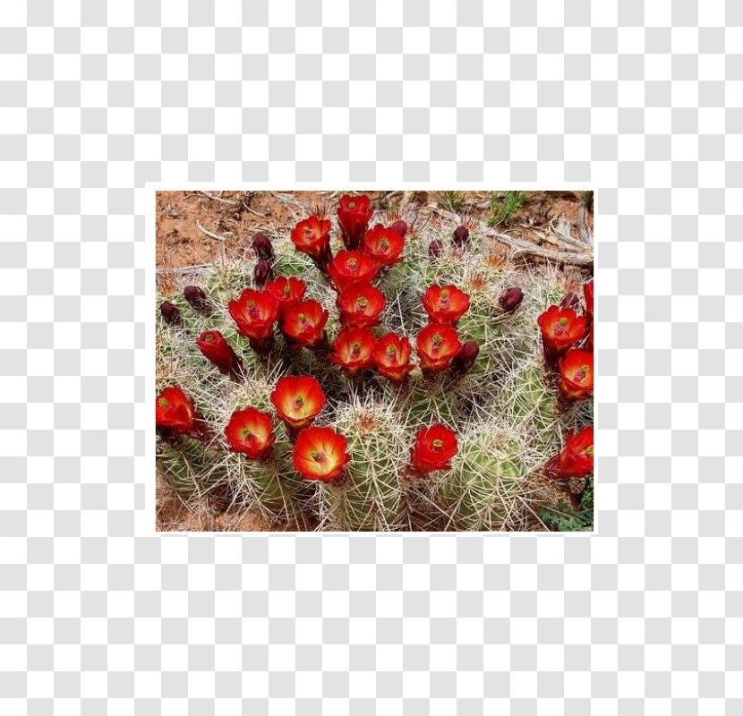 Echinocereus Triglochidiatus Sonoran Desert Cactaceae Reichenbachii Succulent Plant - Coccineus Transparent PNG