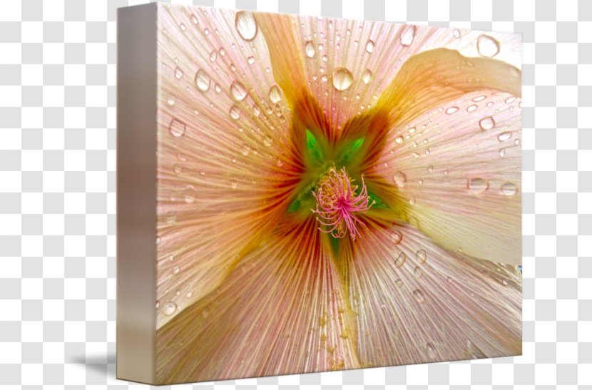 Rosemallows Peach - Mallow Family - Hollyhock Transparent PNG