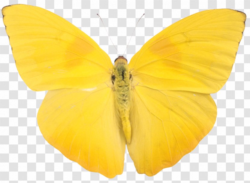 Butterfly Alpha Compositing Phoebis Sennae Child - Yellow Transparent PNG