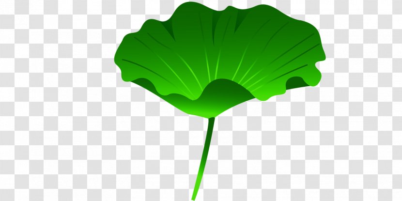 Leaf Nelumbo Nucifera Lotus Effect Transparent PNG