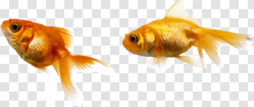 Goldfish Image Deep Sea - Fish Transparent PNG
