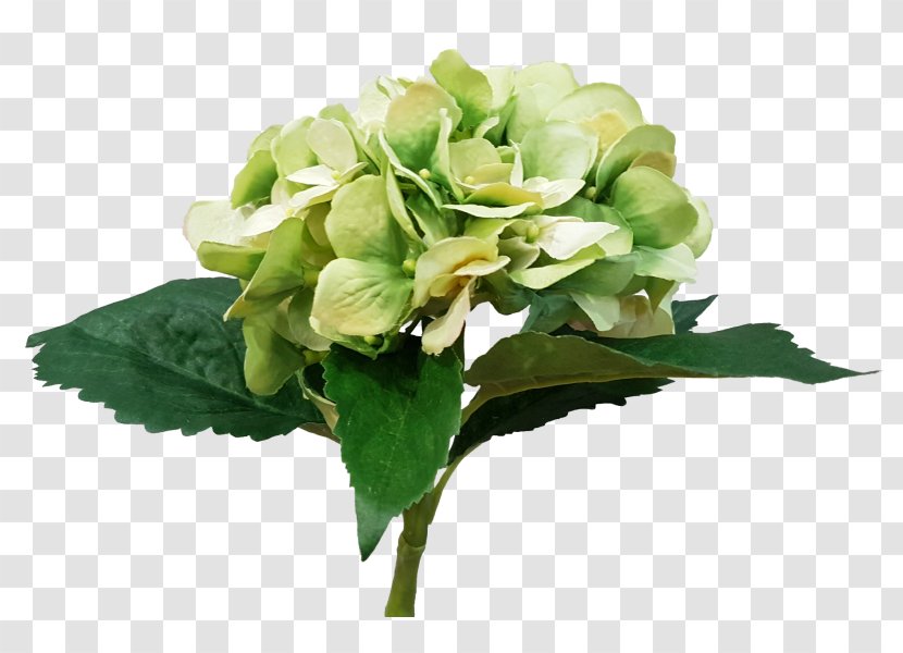 Cut Flowers Floral Design Floristry Flower Bouquet - Cornales - Hydrangea Transparent PNG