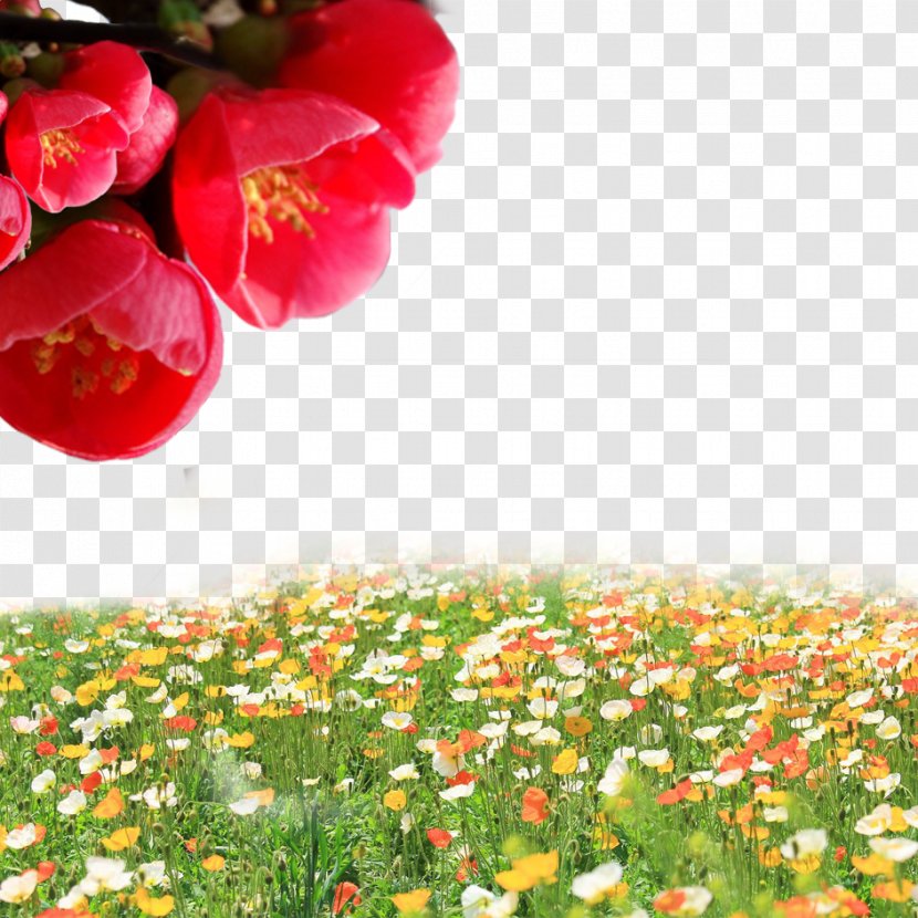 Flowers Everywhere - Species - Cornflower Transparent PNG