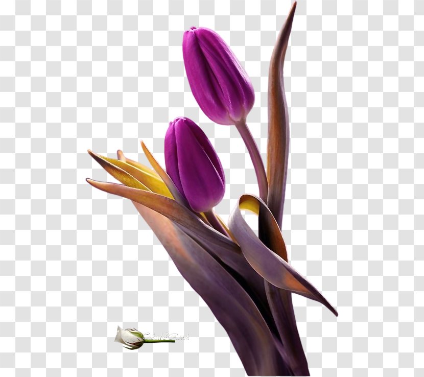 Purple Tulip Clip Art Flower - Plant - Forever Waiting Email Transparent PNG