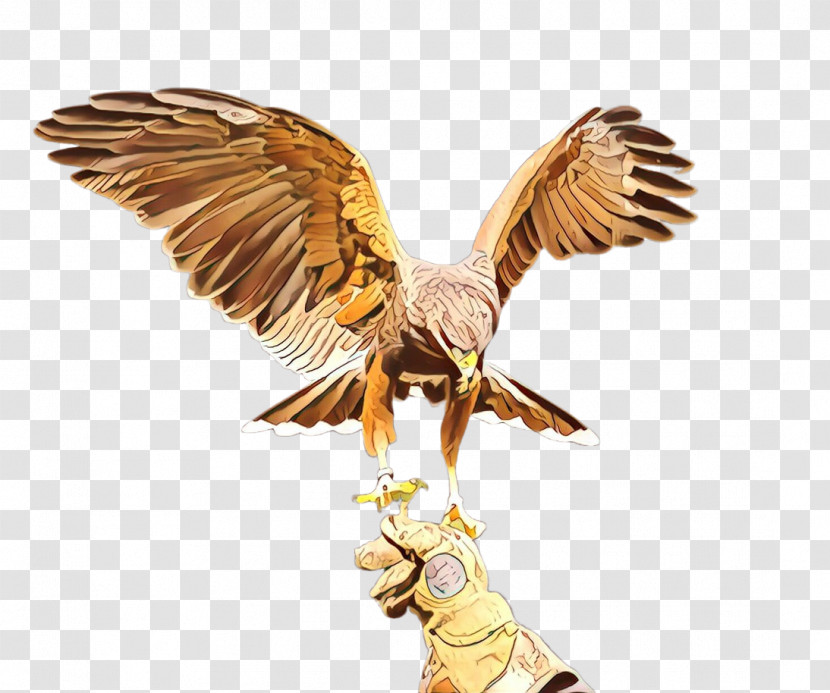 Eagle Wing Golden Eagle Bird Bird Of Prey Transparent PNG