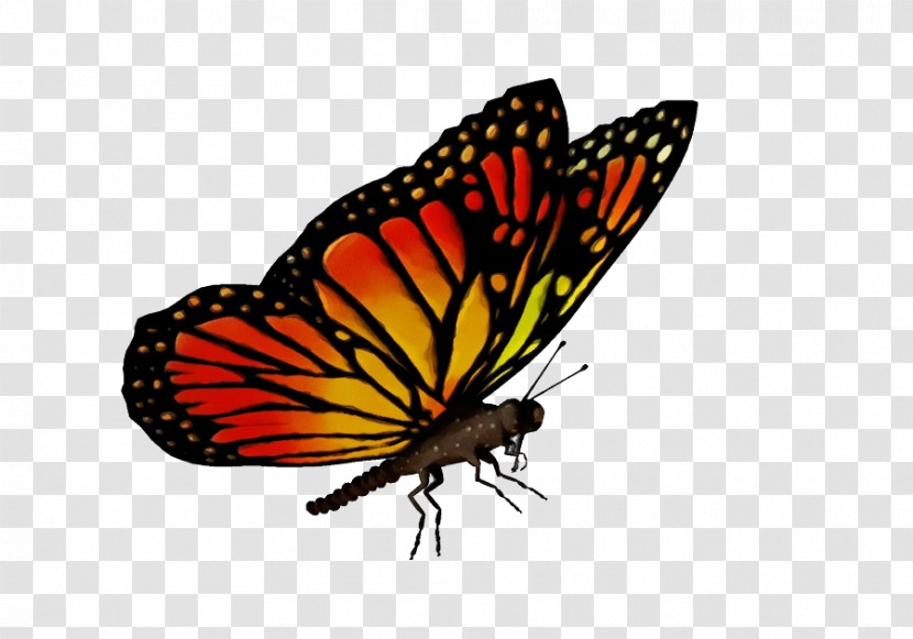 Monarch Butterfly Transparent PNG