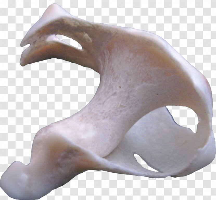 Conch Sea Snail - Sculpture - Creative Transparent PNG